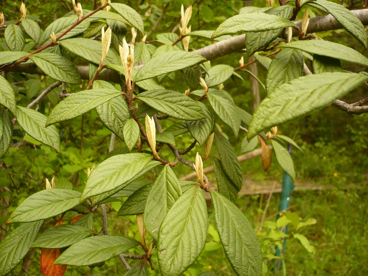 Cotoneaster salicifolius (Rosaceae)